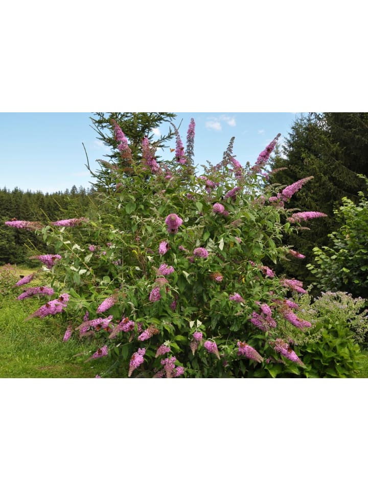 OH2 3er-Set: Schmetterlingspflanzen Davidii in Rosa günstig kaufen onesize