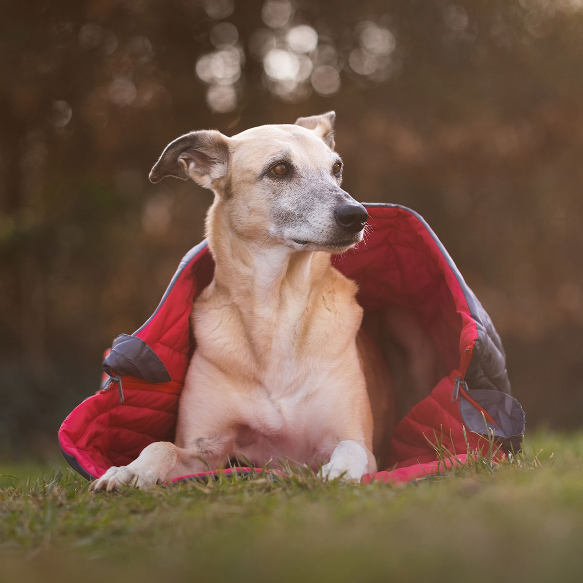 iEnergy JUL Schlafsack für Hunde günstig kaufen bei ZooRoyal