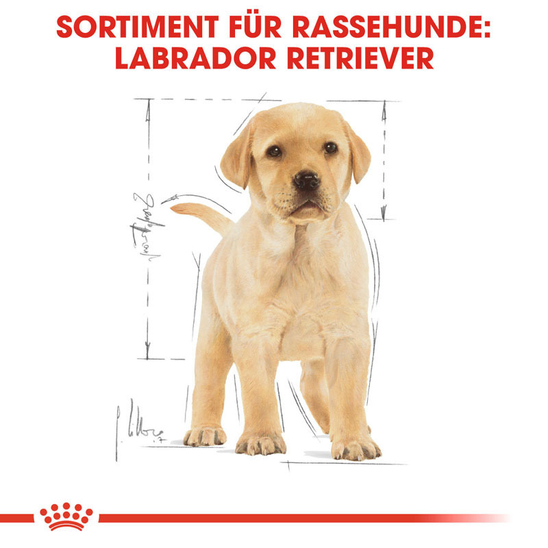 ROYAL CANIN Hundetrockenfutter ROYAL CANIN Labrador Retriever Puppy 3 kg
