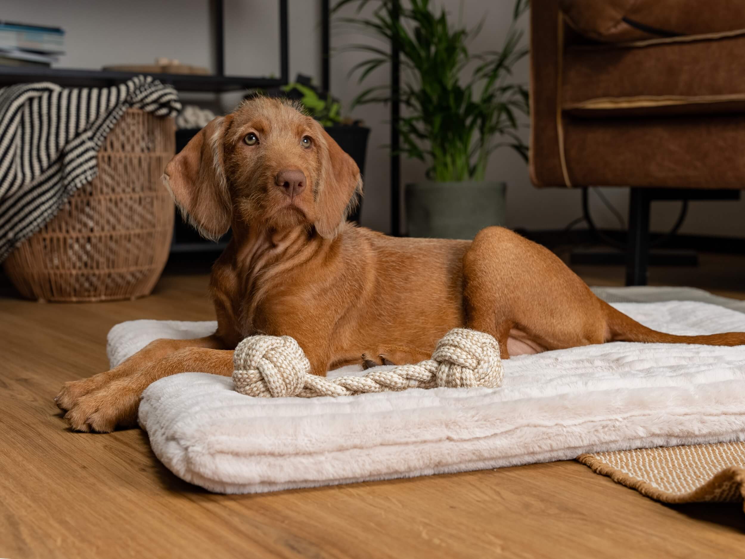 TrendPet Hundedecken TrendPet Harmony gefütterte Liegedecke creme XXL