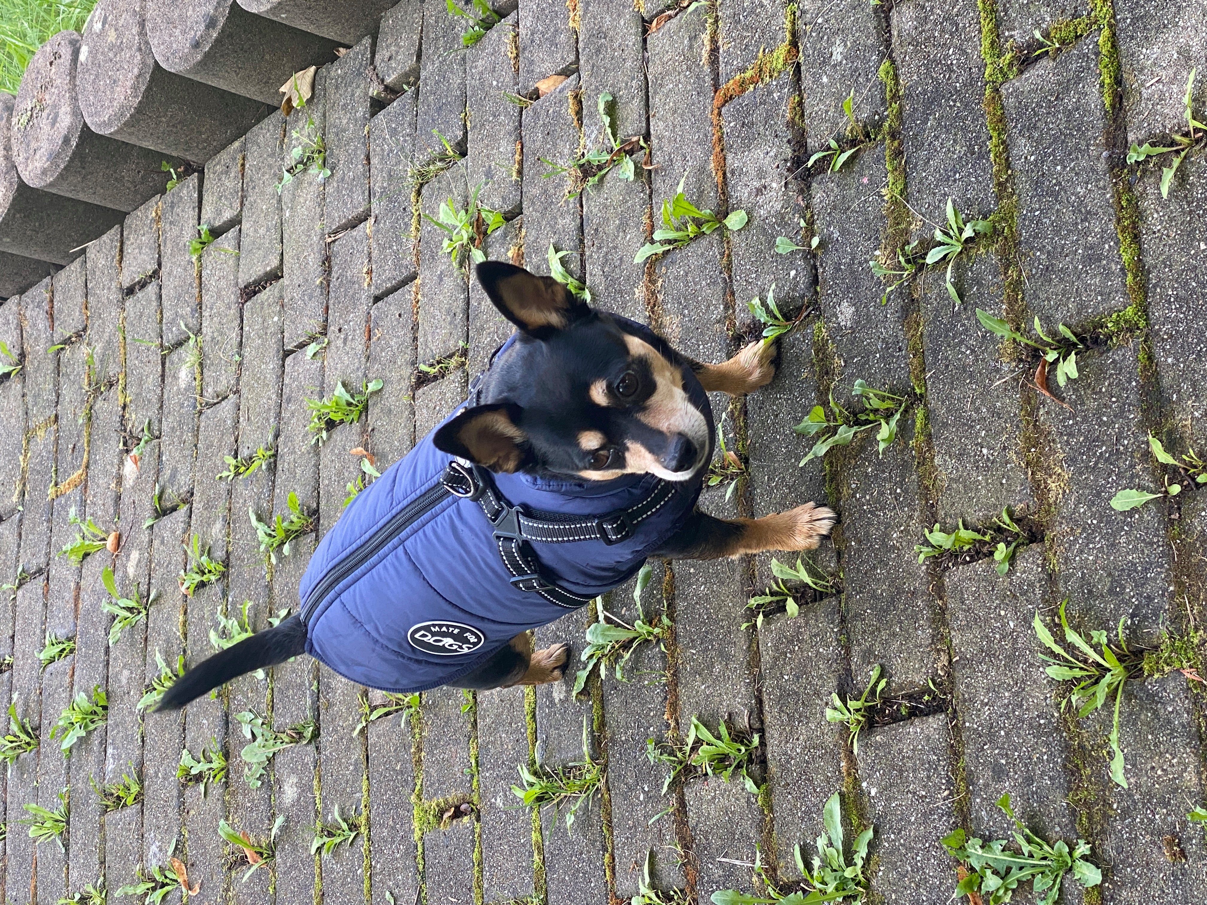 Mate for dogs Hundemantel Hundejacke Haustier Weste mit Brustgeschirr Gurt gefüttert, in verschiedenen Größen