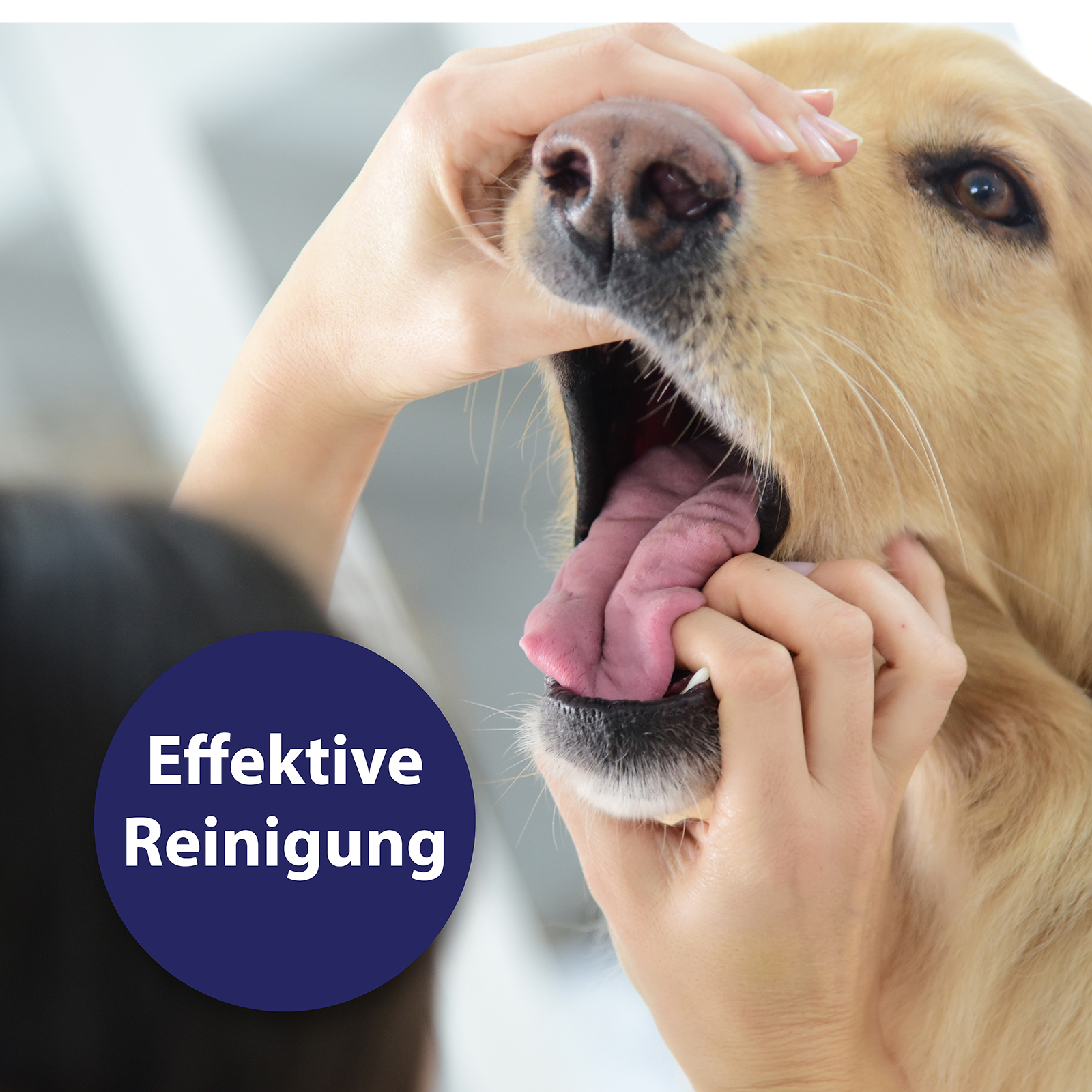 Canosept Zahnpflege Canosept Zahnpflege Spray für Hunde 100 ml