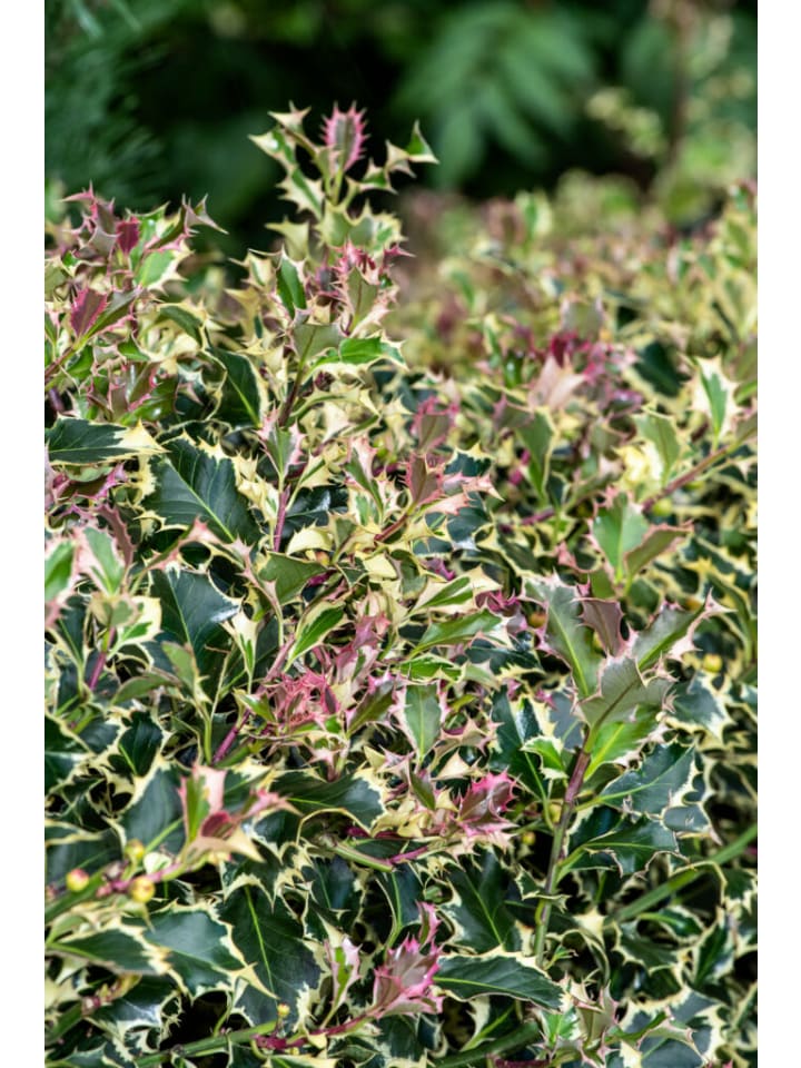 OH2 6er-Set Ilex aquifolium 'Argentea Marginata in Grün günstig kaufen onesize