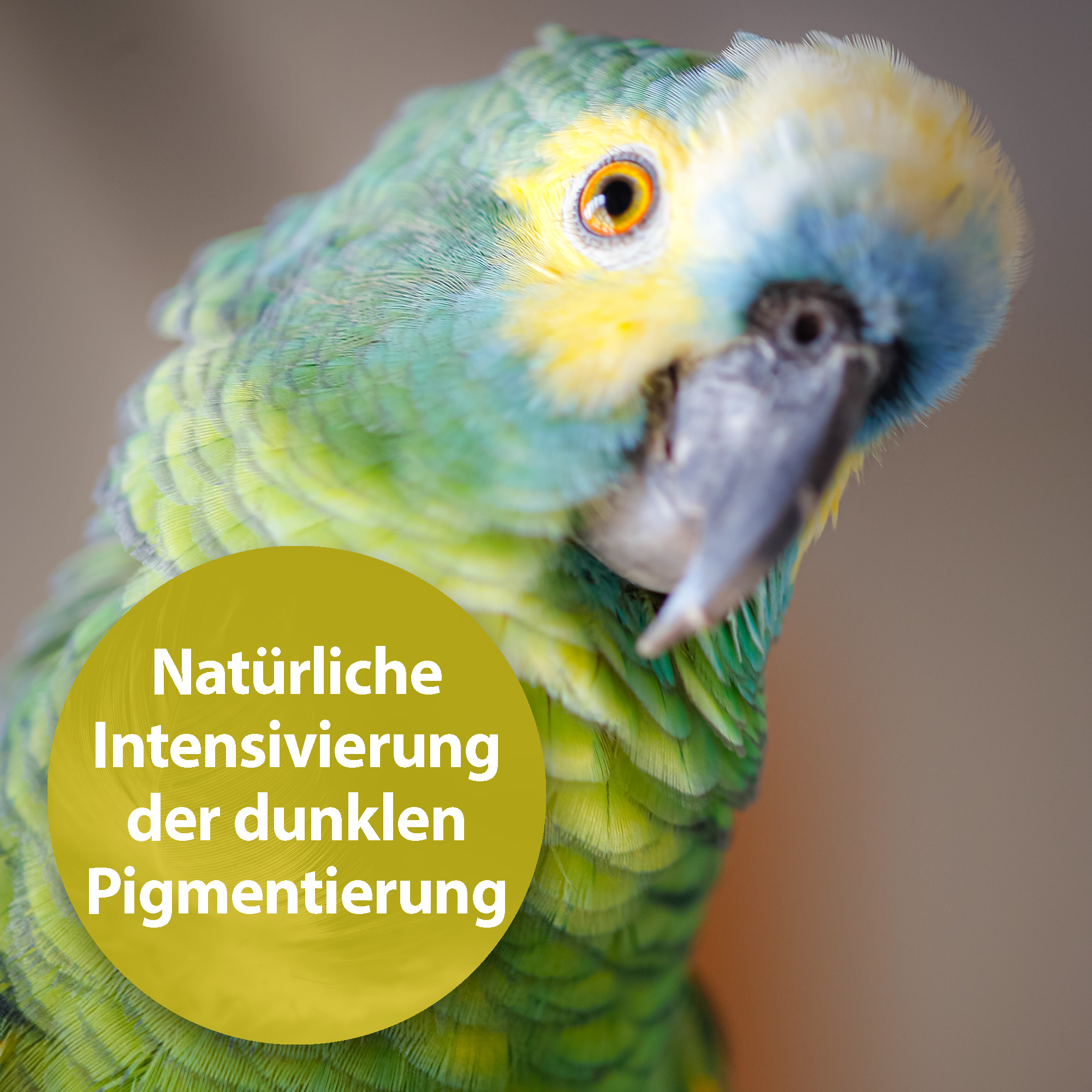 Quiko Ergänzungsfutter Quiko Seealgenmehl 400 g: Für Ziervögel mit dunklen Pigmentierungen