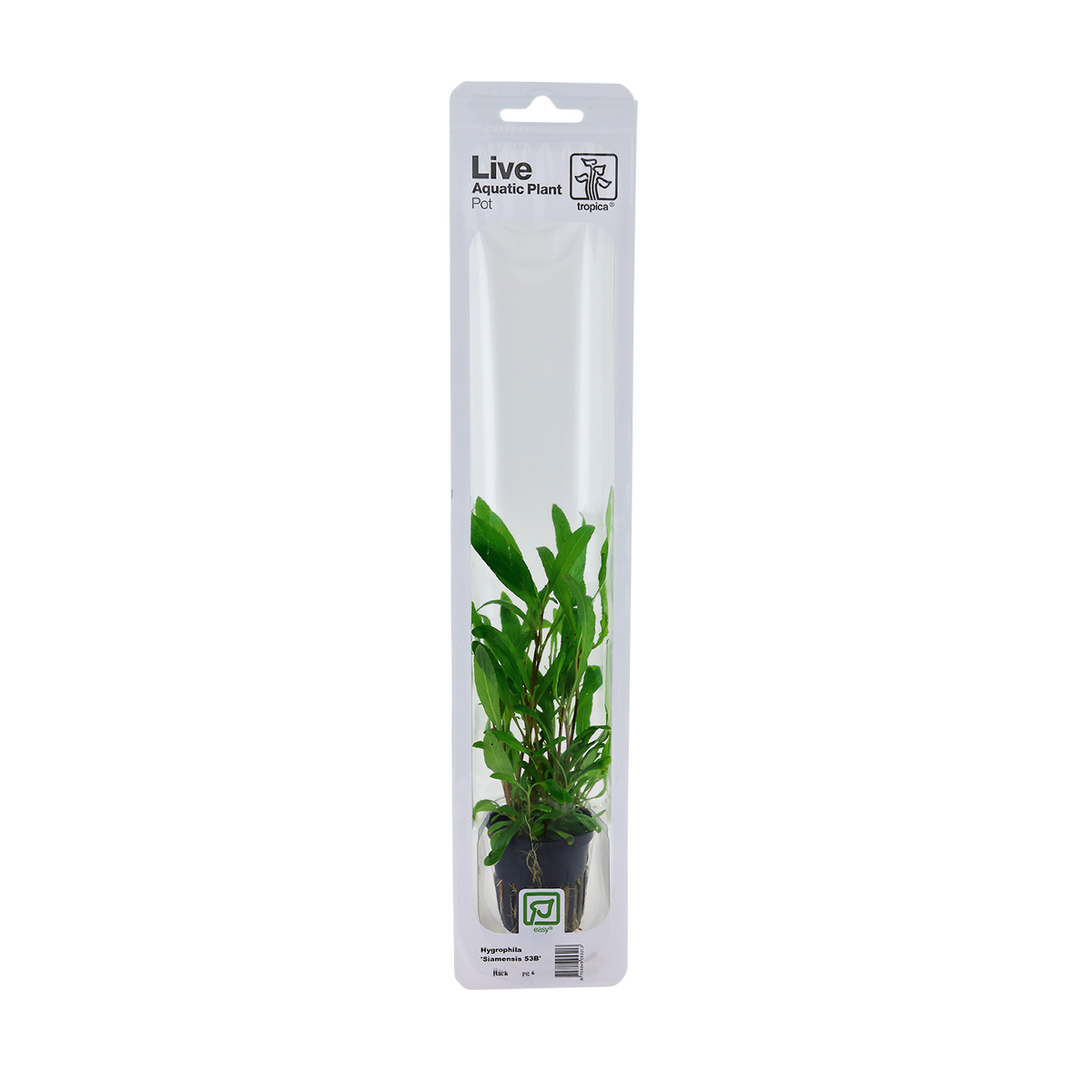 Tropica Aquariumpflanze Hygrophila corymbosa 'Siamensis 53B'