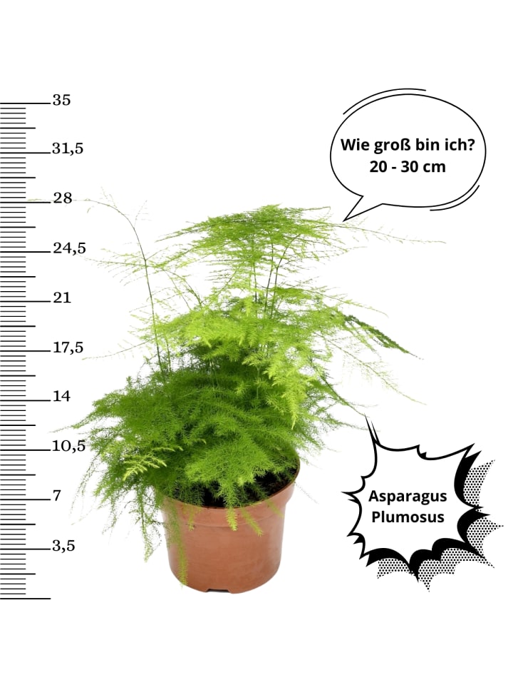 OH2 4er-Set: Hochwertige Zimmerpflanzen-Mix in Grün günstig kaufen onesize