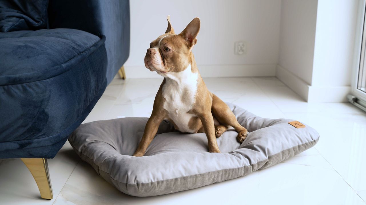 Animood Hundebett-Kissen Mort grau L Tierbett Tiersofa