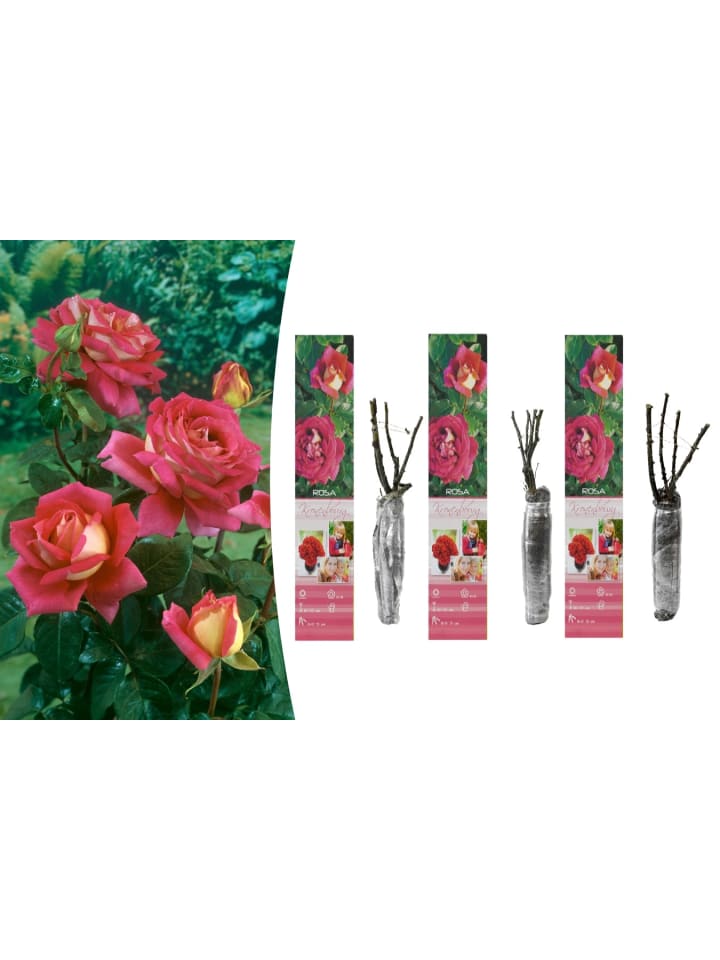 OH2 3er-Set Großblütige Rosen in Rot/Weiss günstig kaufen onesize