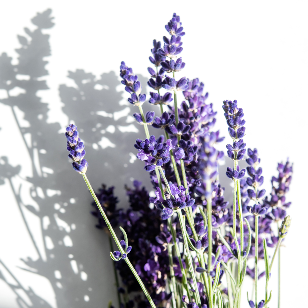 Korres RELAXING LAVENDER Körpermilch für die Nacht 200 ml