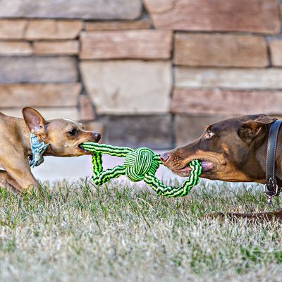 Jolly Pets Knot-N-Chew