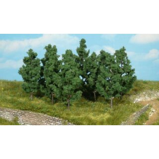 Schwarzpappeln 9 cm (10 Stk.)