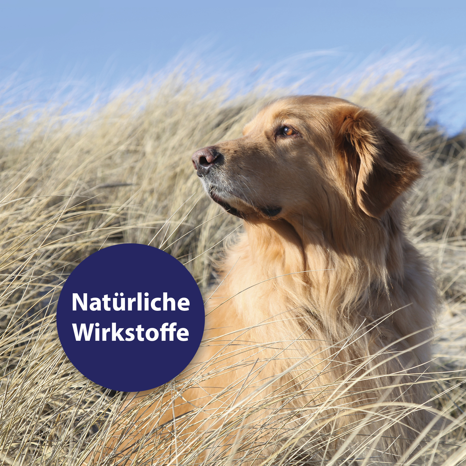 Canosept Fellpflege Canosept Hautpflege Spray für Hunde 250 ml