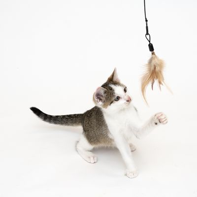 Katzenangel 3 in 1