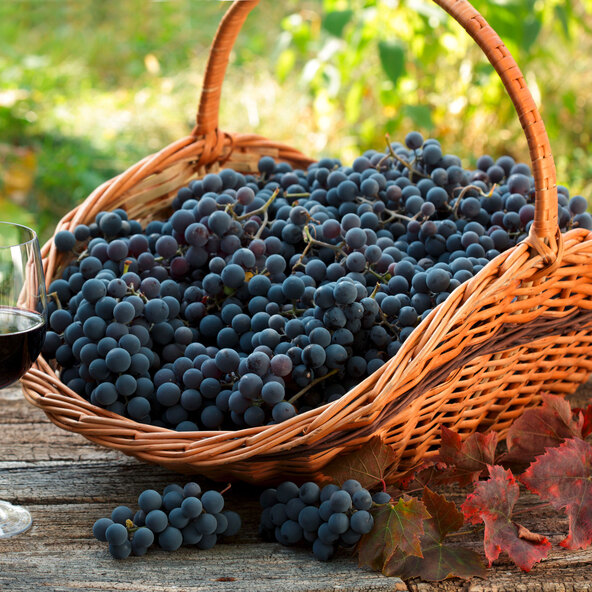 Weinrebe Blaues Früchtchen