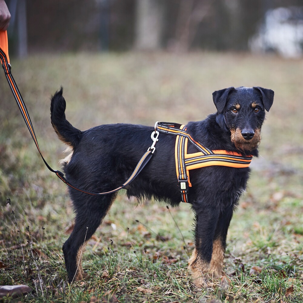 Heim Hundegeschirr Signal