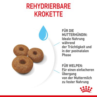 Royal Canin Maxi Starter Mother & Babydog