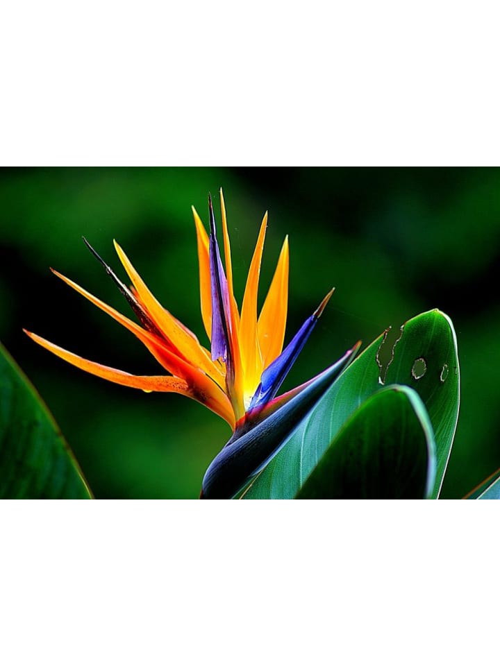 OH2 3er-Set: Strelitzia reginae Paradiesvogel in Grün günstig kaufen onesize
