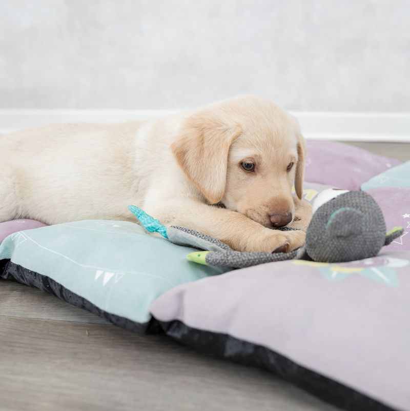 Trixie Junior Bär zu TOP-Preisen