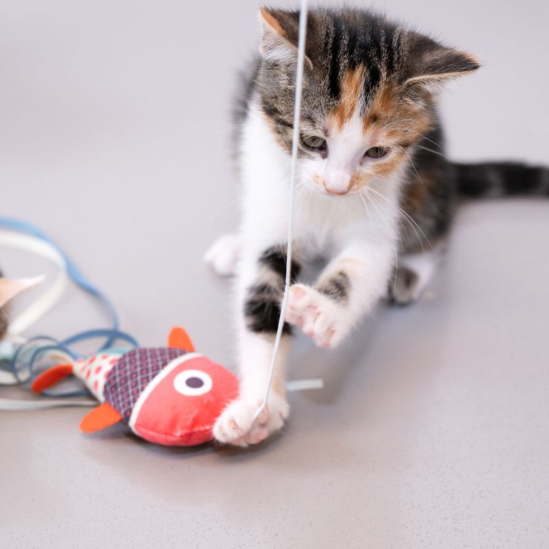 TIAKI Katzenangel Fisch mit Fingerring zu TOP-Preisen | bitiba.de