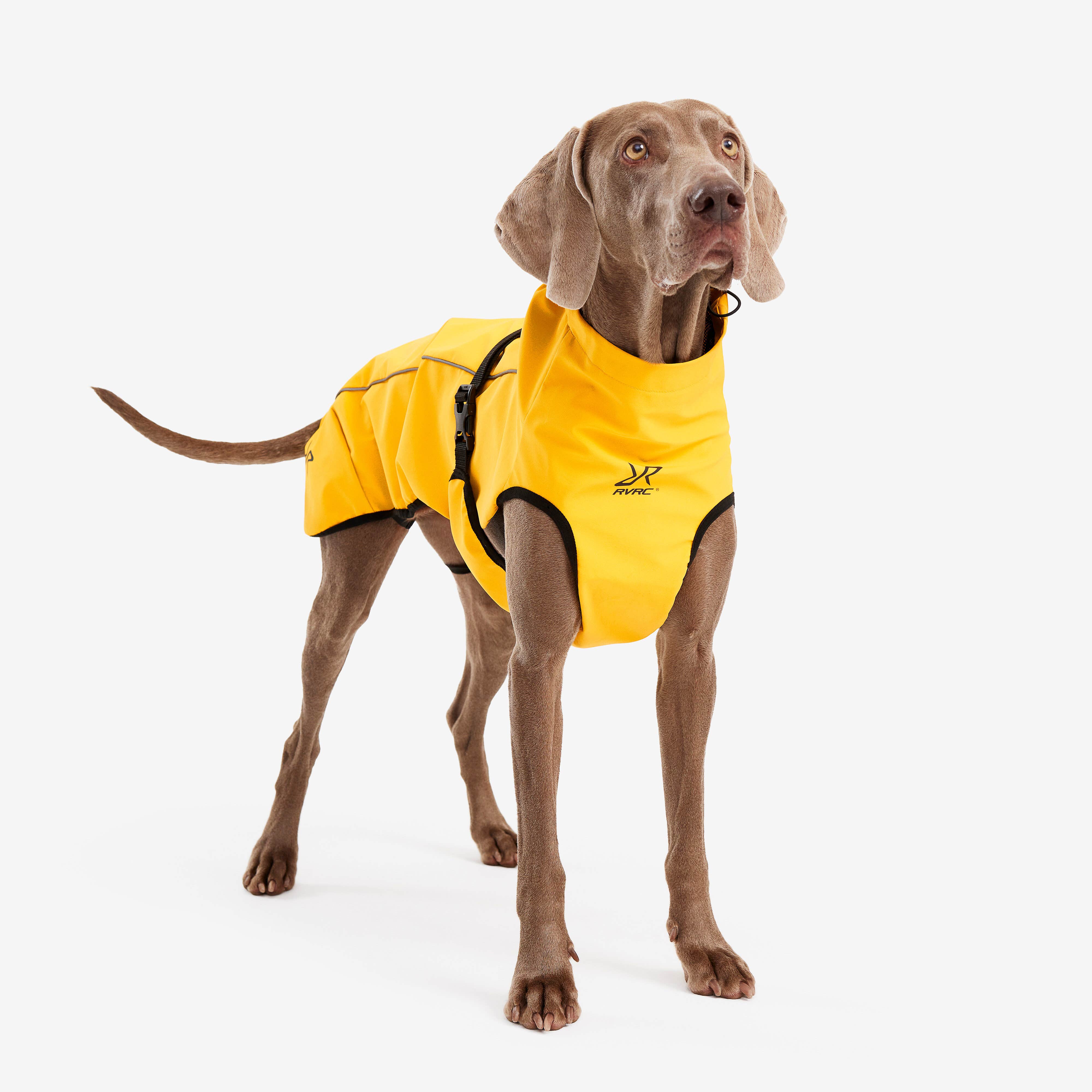 Cyclone Dog Jacket Chien Yellow