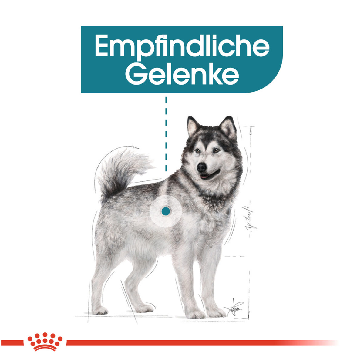 ROYAL CANIN JOINT CARE MAXI Trockenfutter für große Hunde mit empfindlichen Gelenken