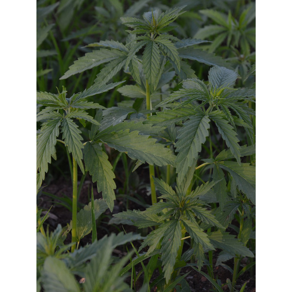 HEMP ONE VARIO - Trekkingstöcke