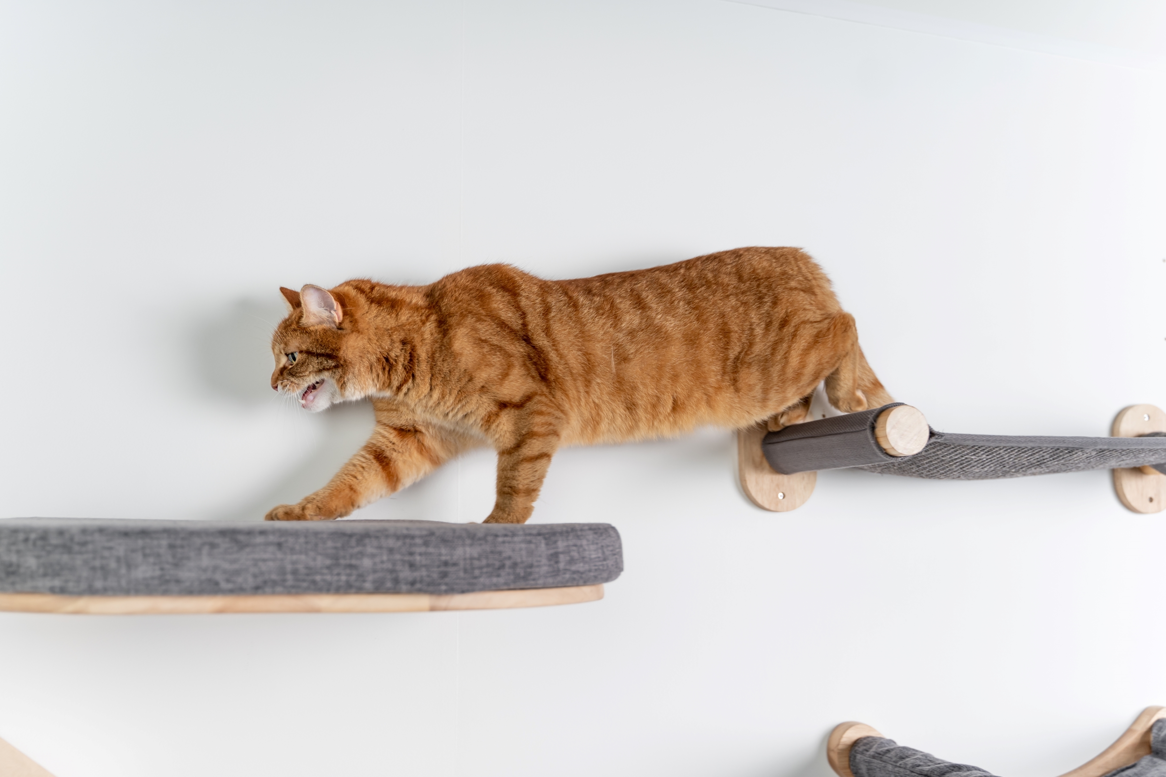 RHR Quality weiteres Katzenspielzeug RHR Quality RHRWandmöbel Mauerbrücke Katze anthrazit