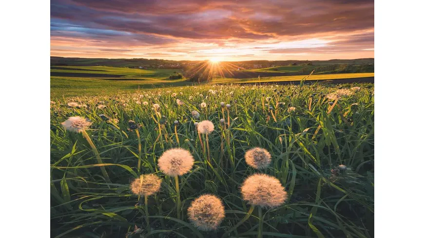 Ravensburger Puzzle - Pusteblumen im Sonnenuntergang - Nature Edition 500 Teile