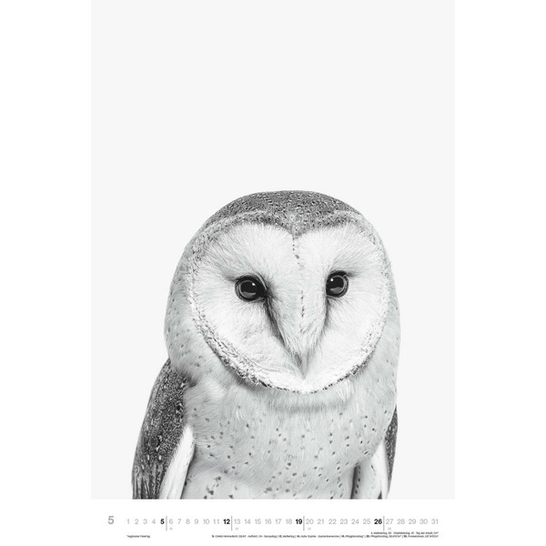 ANIMALS 2024 - FOTO-KALENDER - POSTER-KALENDER - Kalender