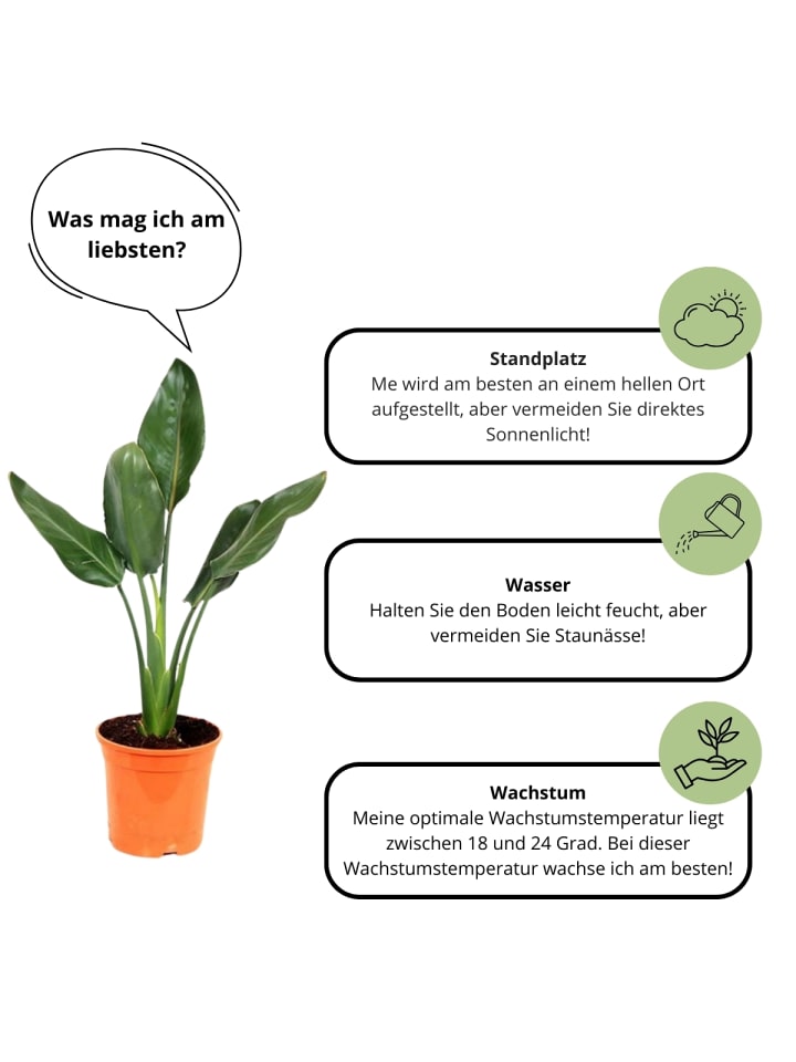 OH2 3er-Set: Strelitzia reginae Paradiesvogel in Grün günstig kaufen onesize