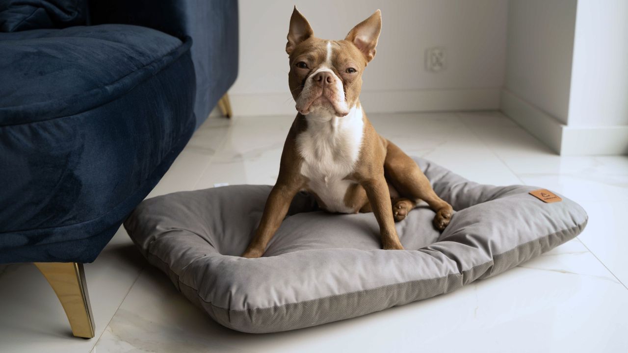 Animood Hundebett-Kissen Mort grau L Tierbett Tiersofa