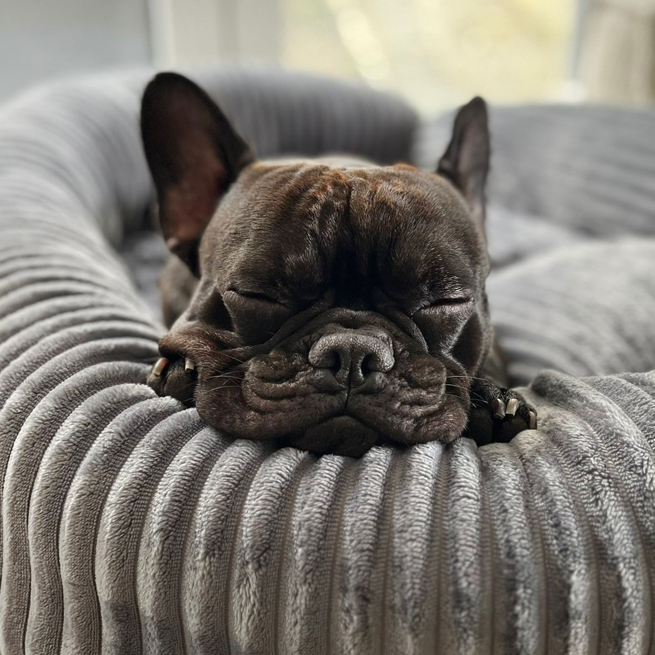 Wallace & Jones Hundebetten Wallace & Jones Hundebett Cordo dunkelgrau L