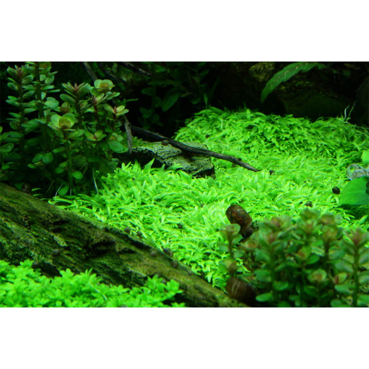 Tropica Aquariumpflanze Utricularia graminifolia