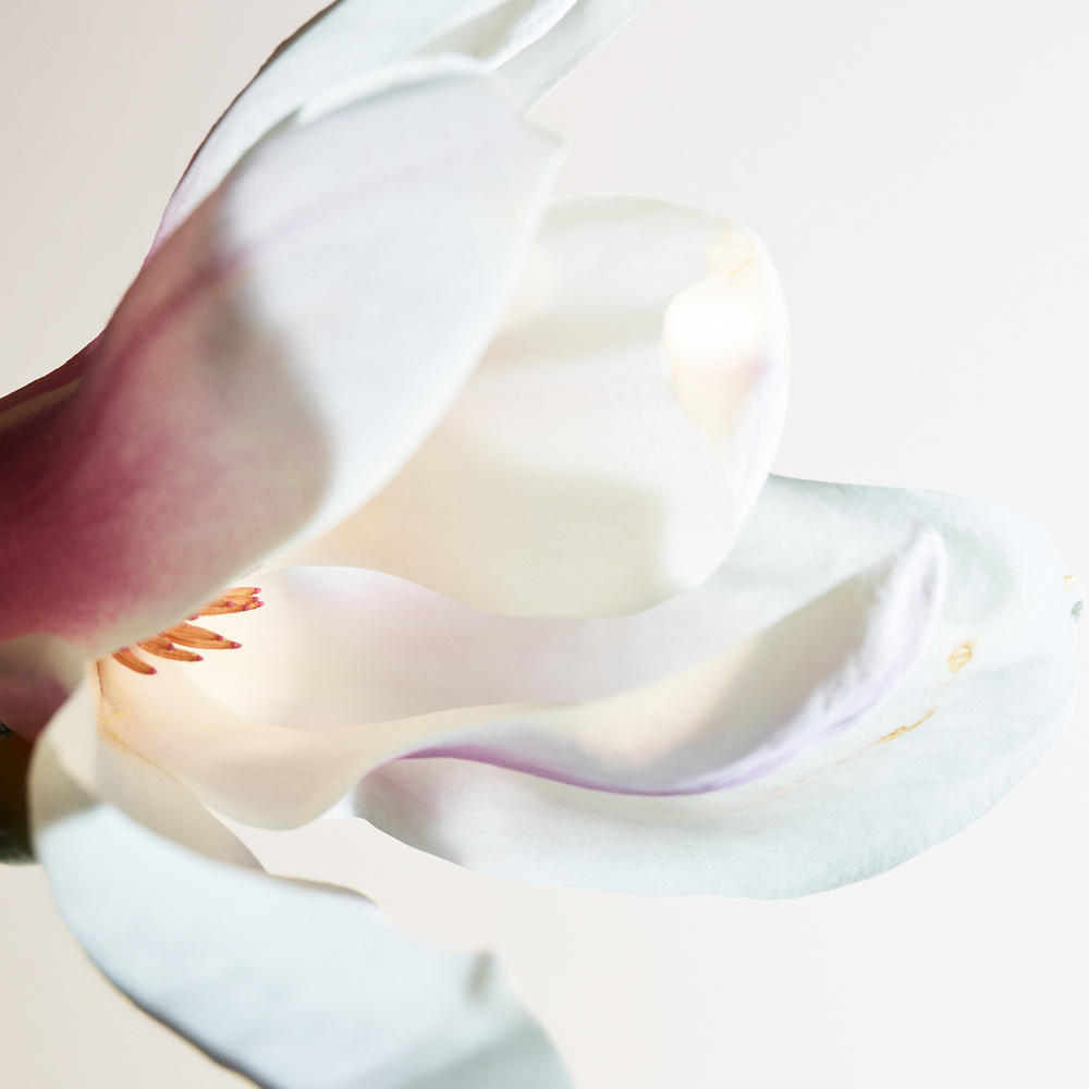 Bottega Veneta Parco Palladiano I - Magnolia Eau de Parfum
