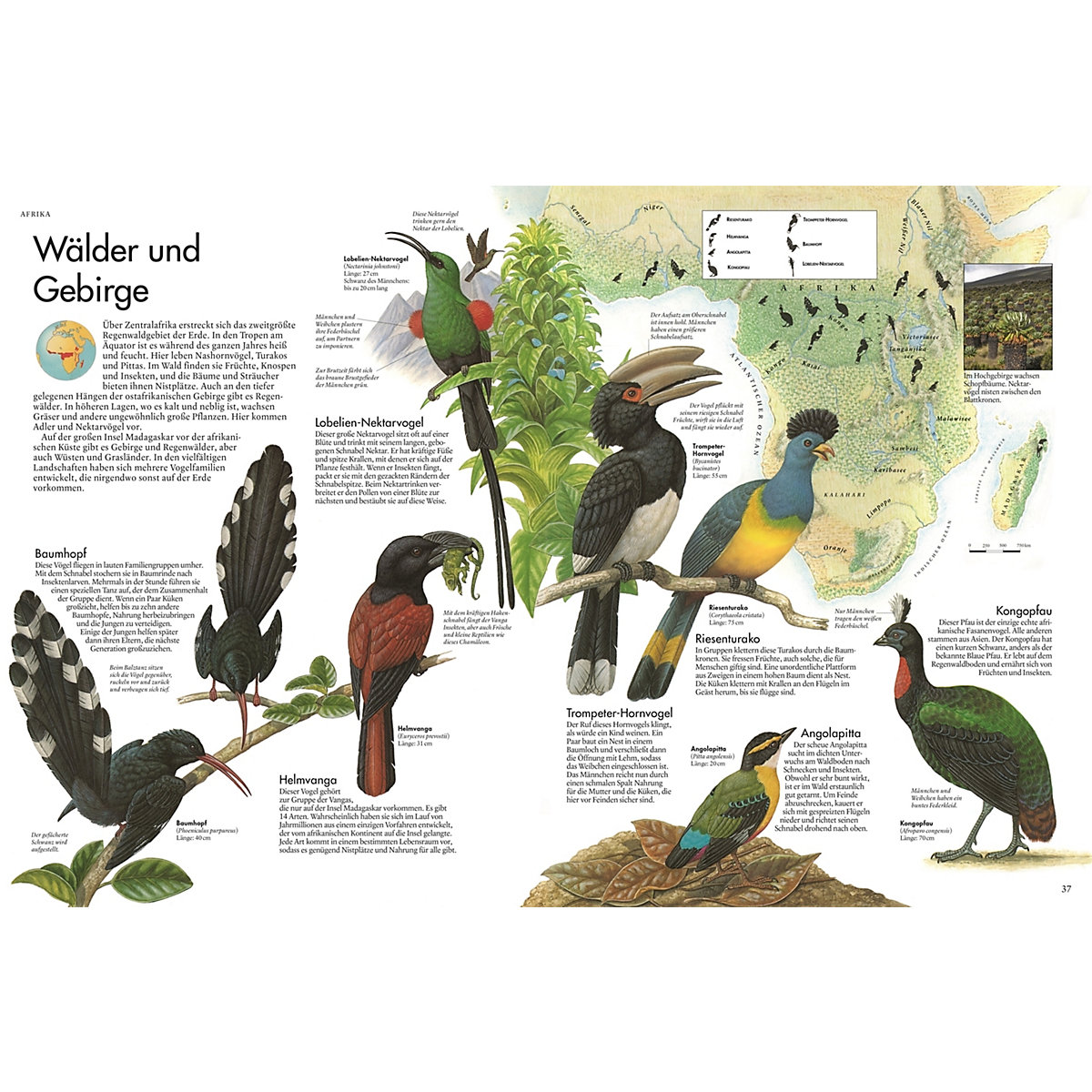 Atlas der Vögel
