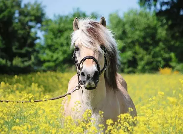 Puzzle 500 Teile - Pferd im Rapsfeld