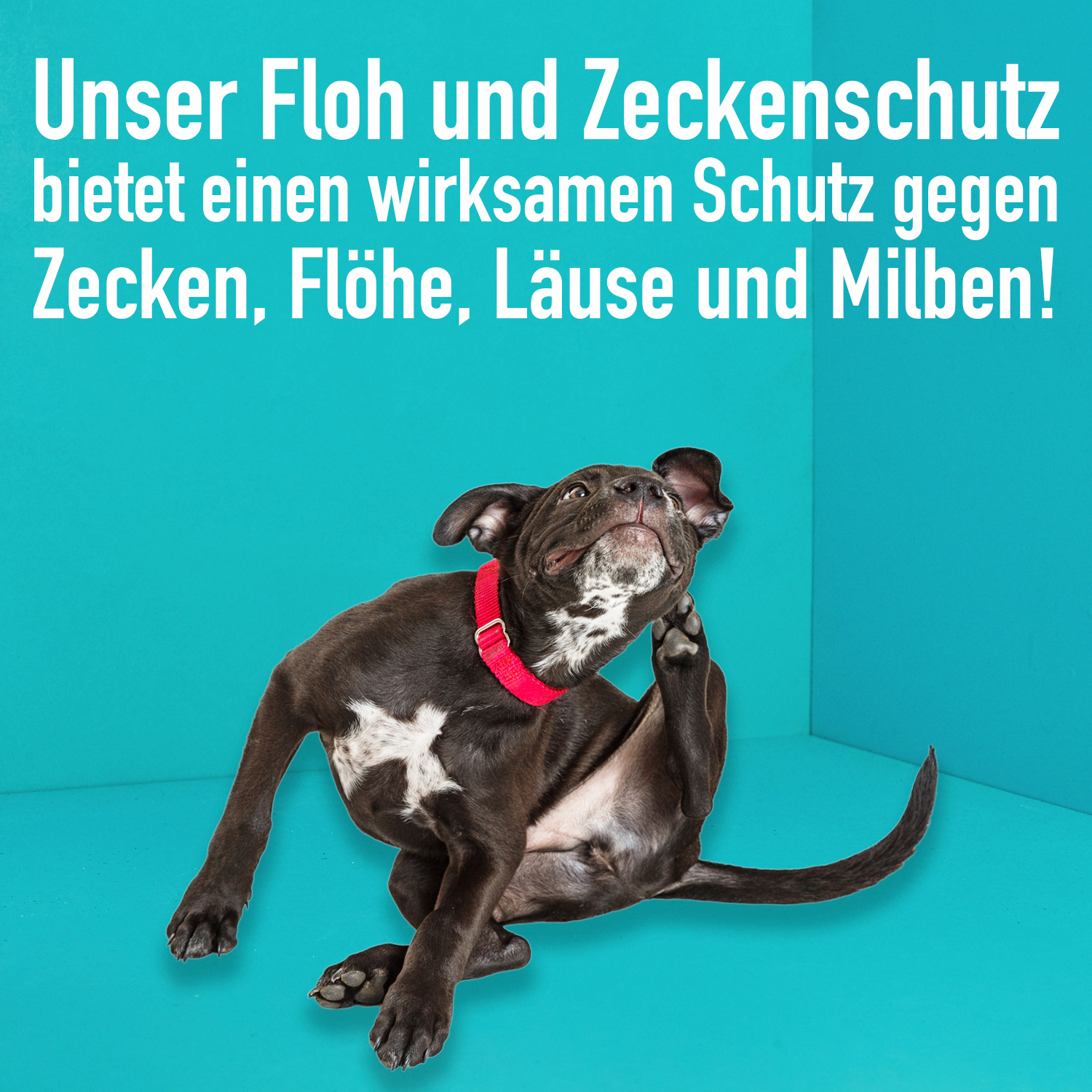 Greenhero Fellpflege Greenhero Floh- und Zeckenschutz