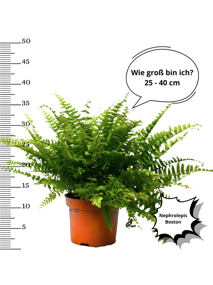 OH2 3er-Set: Farn Zimmerpflanzen Set in Grün günstig kaufen onesize