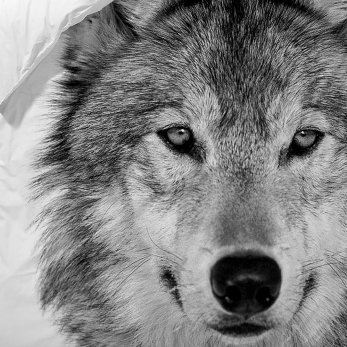 Traumschlaf Wendebettwäsche Wolf