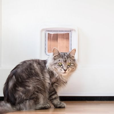 SureFlap DualScan™ Mikrochip Katzenklappe