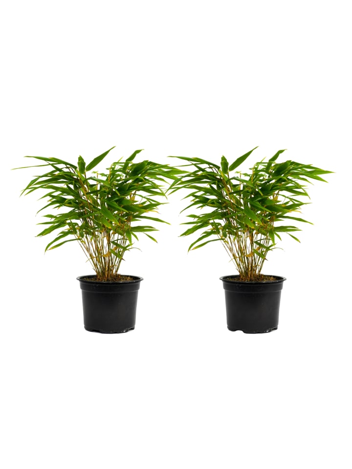OH2 2er-Set Fargesia (Schrimbambus) medium  x 2 in Grün günstig kaufen onesize
