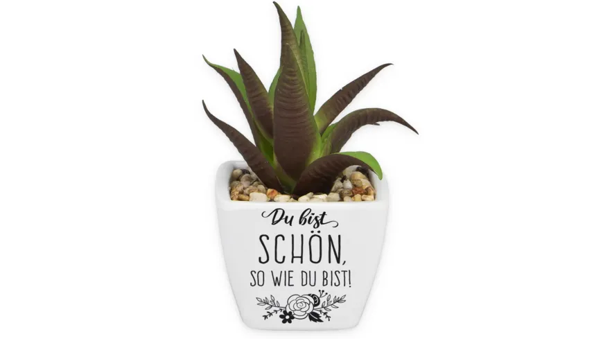 H&H Sukkulenten - Du bist schön