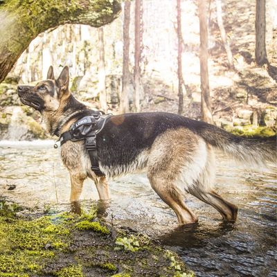 JULIUS-K9 IDC®-Powergeschirr - camouflage