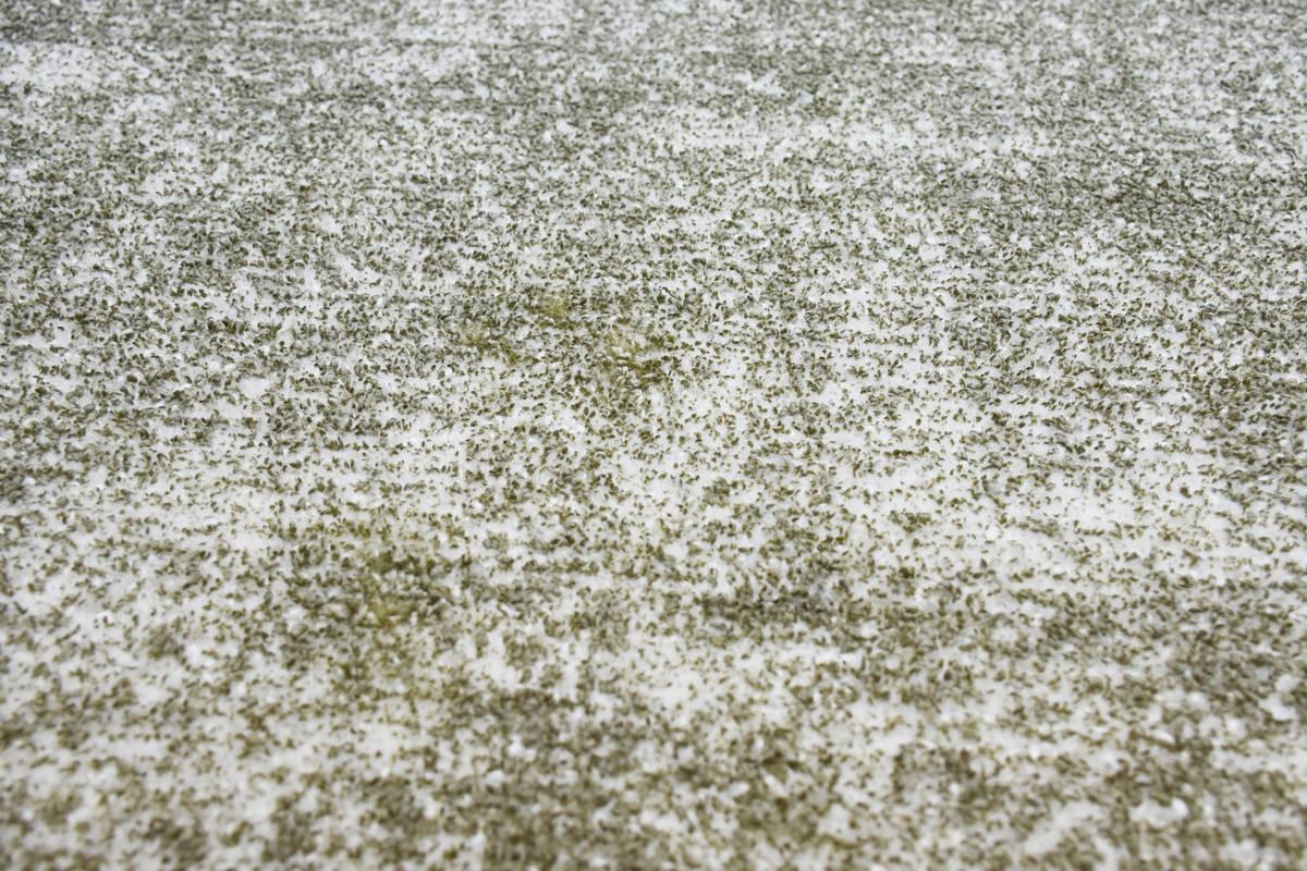 Kayoom Etna 110 Olivgrün 120cm x 170cm