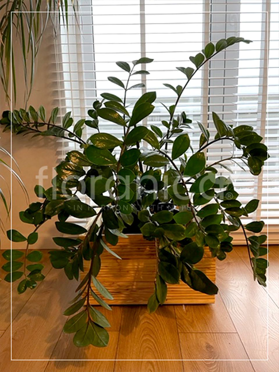 Pemicont Floranica Blumentopf aus Holz Kasten 50cm x 535cm x 285cm Natural Imprägnierte Lärche Gehäuse für Kräuter Blumen Haus- und Gartendekoration Innen- und Außenbereich EU-Produkt