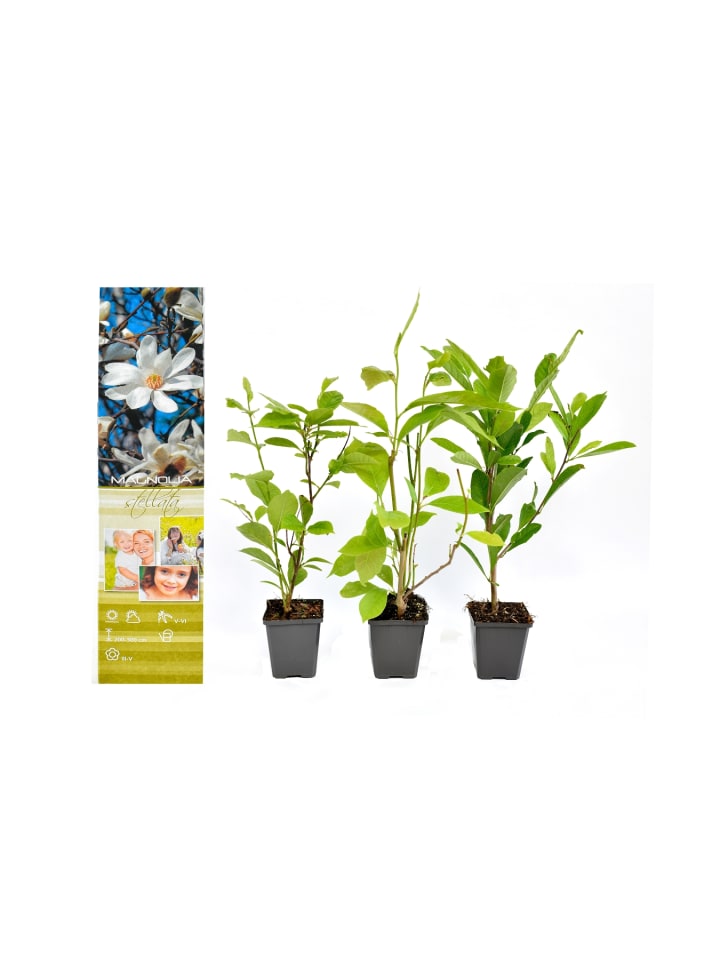 OH2 3-er: Set Magnolien Stellata in Bunt günstig kaufen