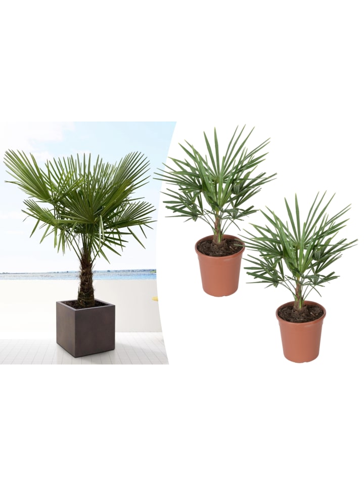OH2 2er-Set: Trachycarpus fortunei Groß in Grün günstig kaufen onesize