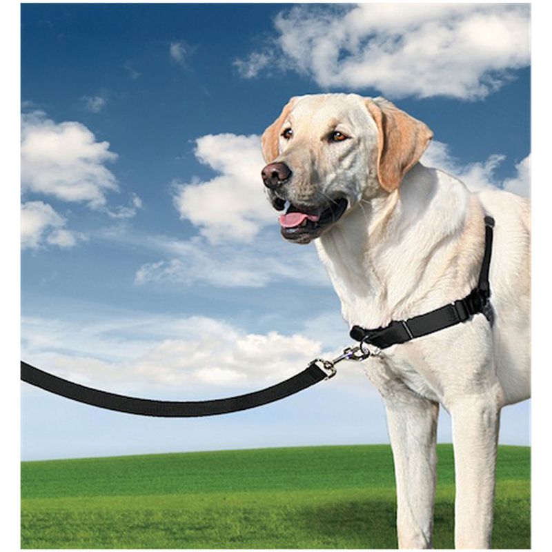PetSafe Easy Walk Geschirr zu TOP-Preisen % | bitiba