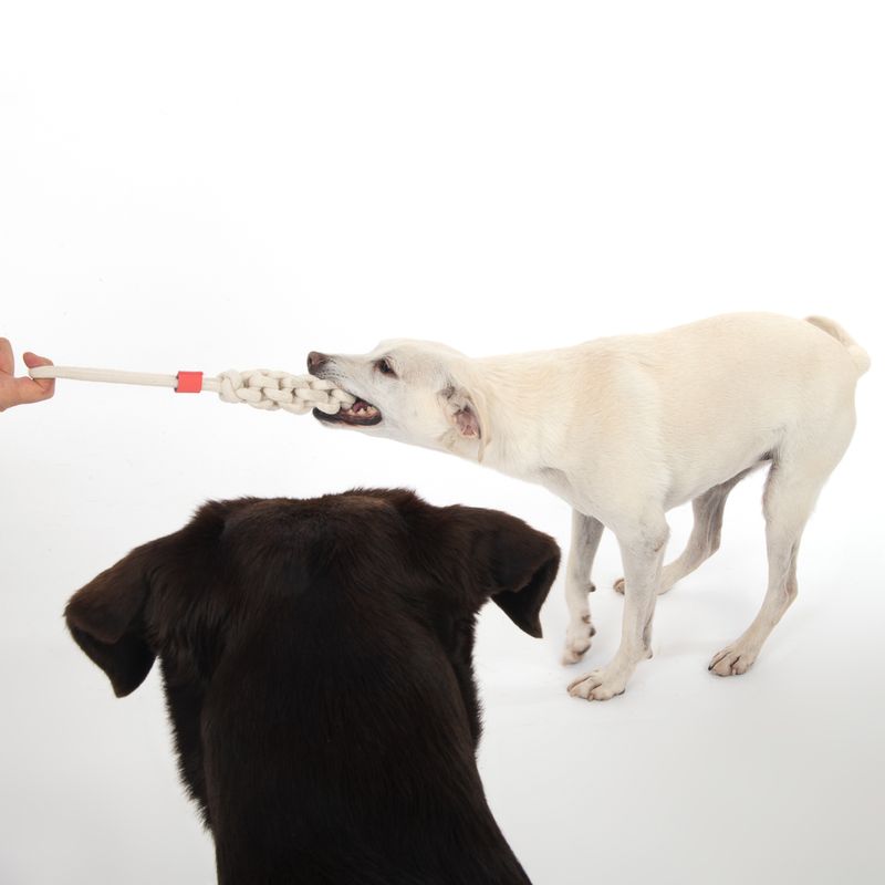 TIAKI Hundespielzeug Rope Stick zu TOP-Preisen
