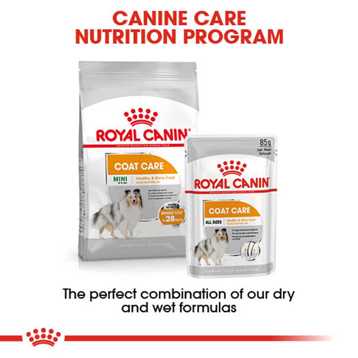 ROYAL CANIN COAT CARE Nassfutter für glänzendes Fell 12x85g